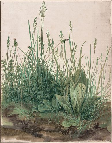 這是德國畫家丟勒（Albrecht Dürer）的水粉/水彩習作《大塊草地》（Great Piece of Turf），40.3 x 31.1 釐米，作於1503年。由於十六世紀還沒有明確的水粉與水彩區別，所以被視為同一個畫種，只是有的地方畫得略厚，有的地方薄一點而已。儘管是習作，卻畫得非常真實、細膩。相比今天這個時代紙面浸得滿是水漬或者到處飛舞筆觸、還要靠猜測來了解所畫內容的「半抽象」水粉或水彩寫生，五百年前的繪畫大師隨便一幅習作就足以讓人看清甚麼叫做「基本功」了。（來源：維基百科）